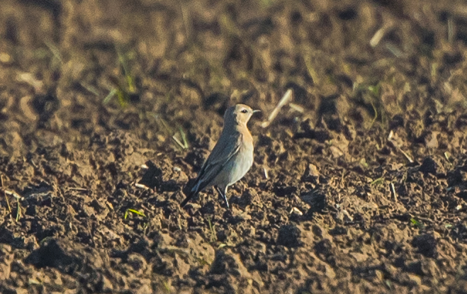 Isabelline Wheatear