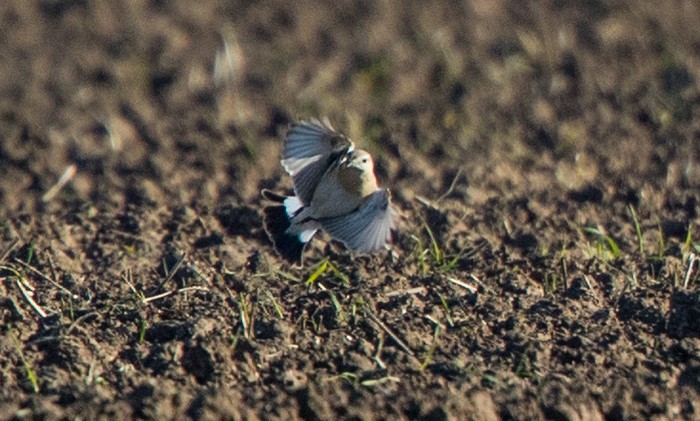 Isabelline Wheatear