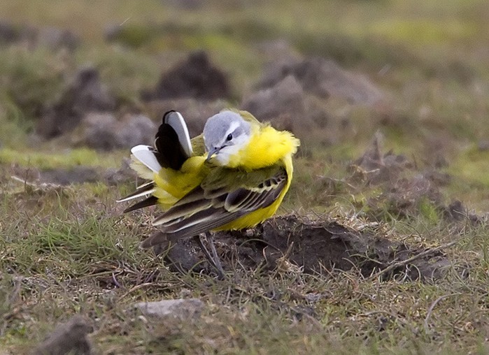 hybrid wagtail