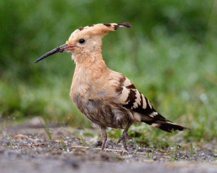 Hoopoe