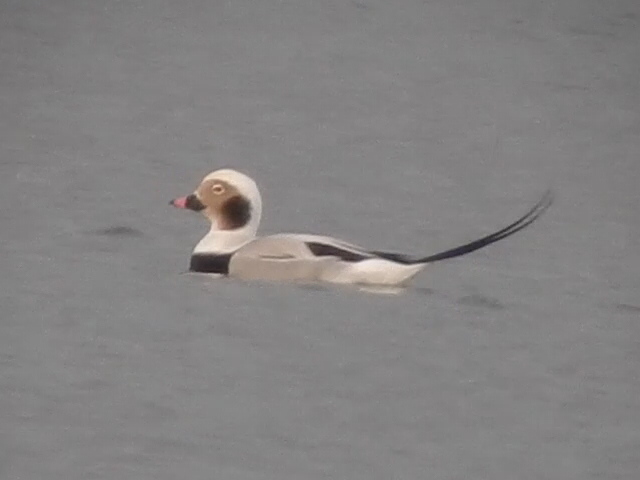 Long-tailed Duck