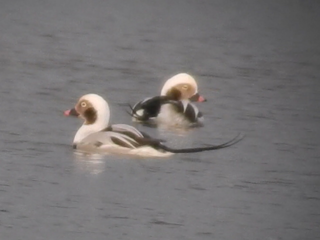 Long-tailed Duck