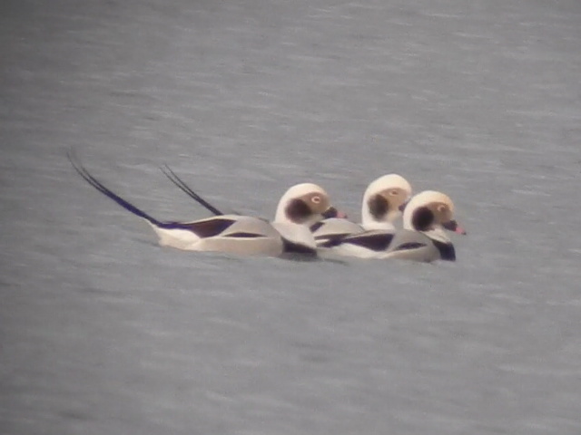 Long-tailed Duck