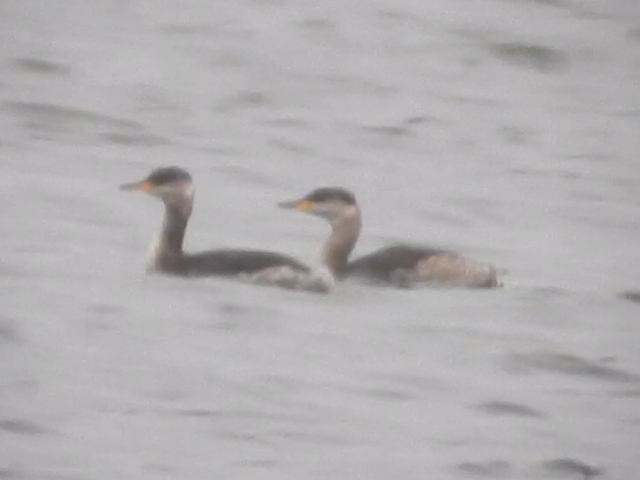 Red-necked Grebe