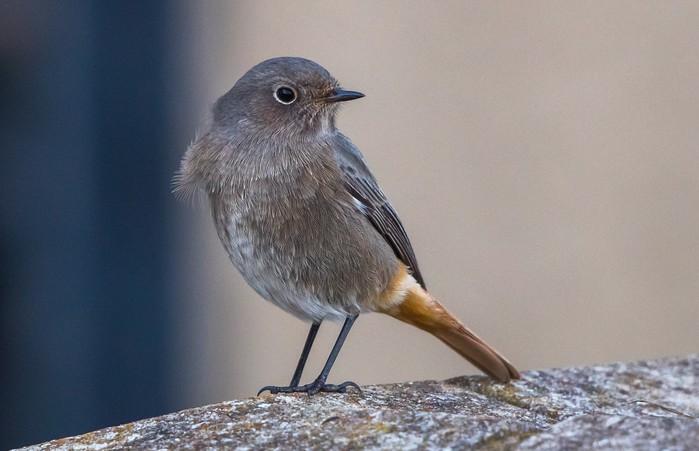 Black Redstart