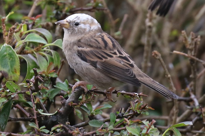 House Sparrow