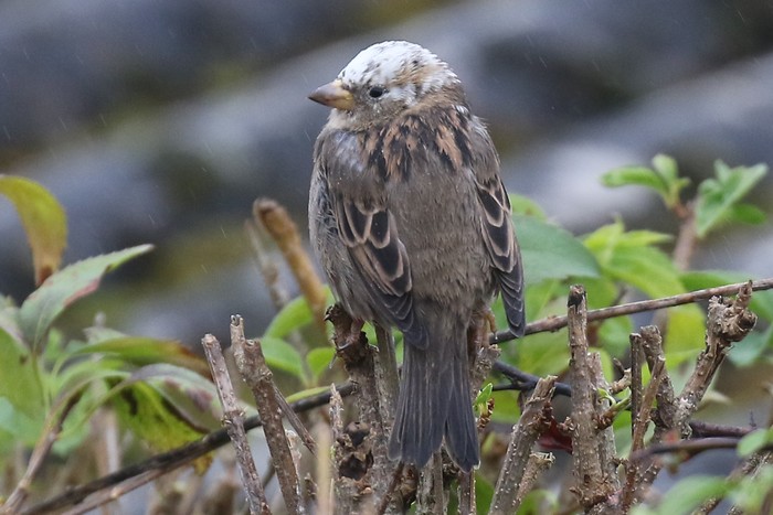 House Sparrow