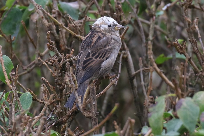 House Sparrow