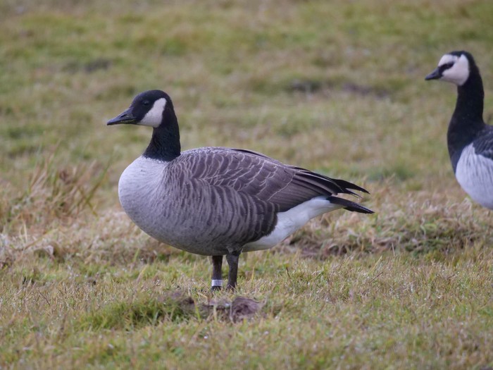 Todd's Canada Goose
