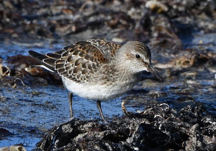 White-rumped Sandpiper