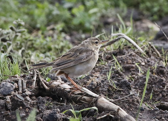 Paddyfield Pipit
