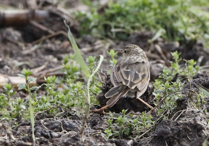 Paddyfield Pipit