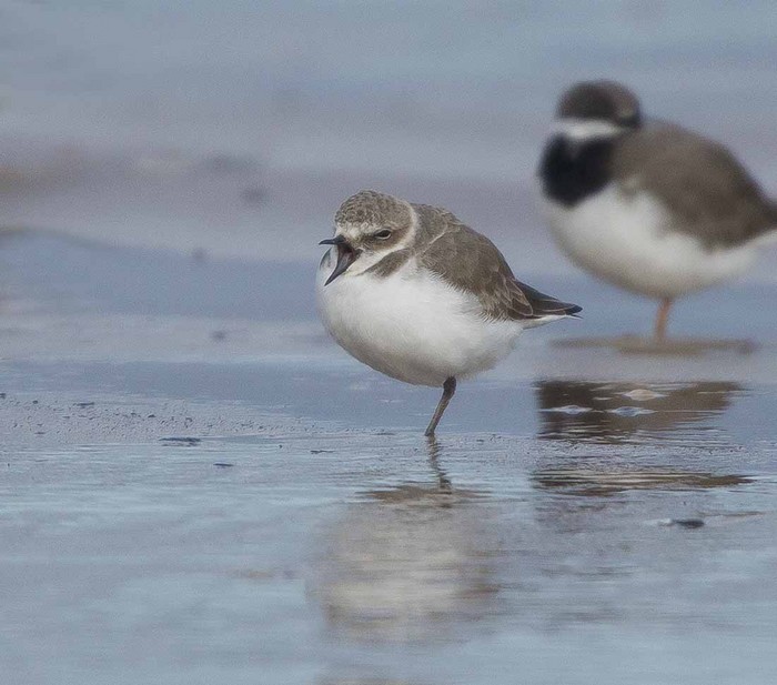 Kentish Plover