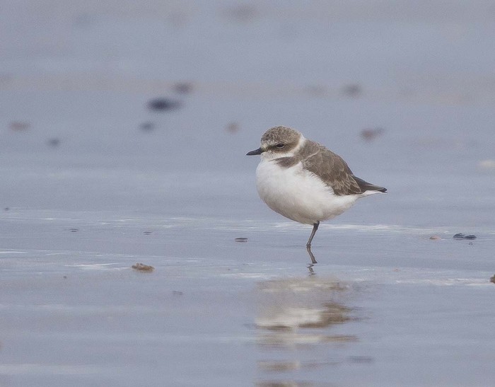 Kentish Plover