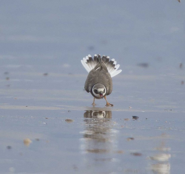 Ringed Plover