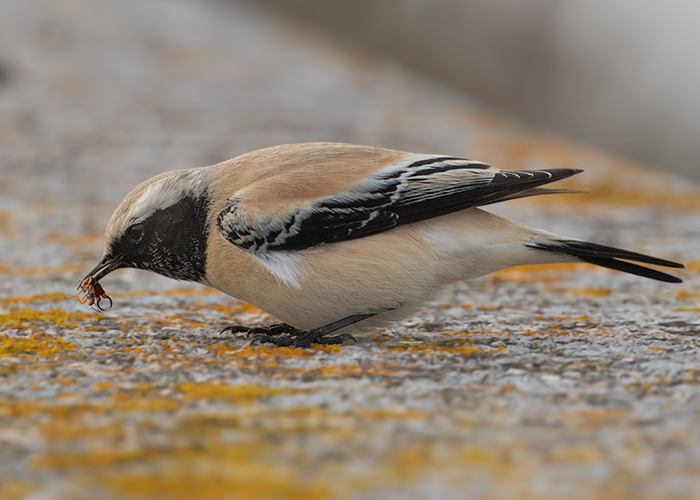 Desert Wheatear