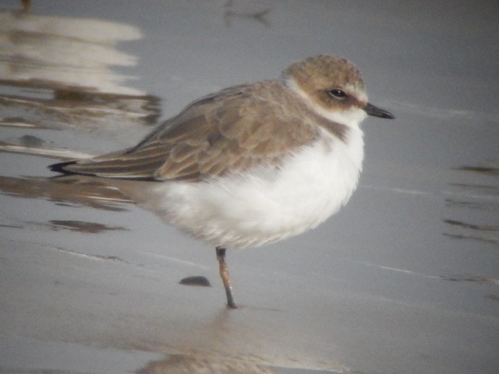 Kentish Plover