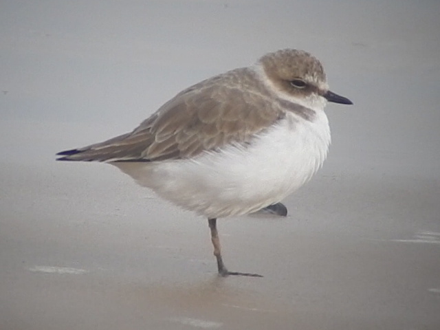 Kentish Plover