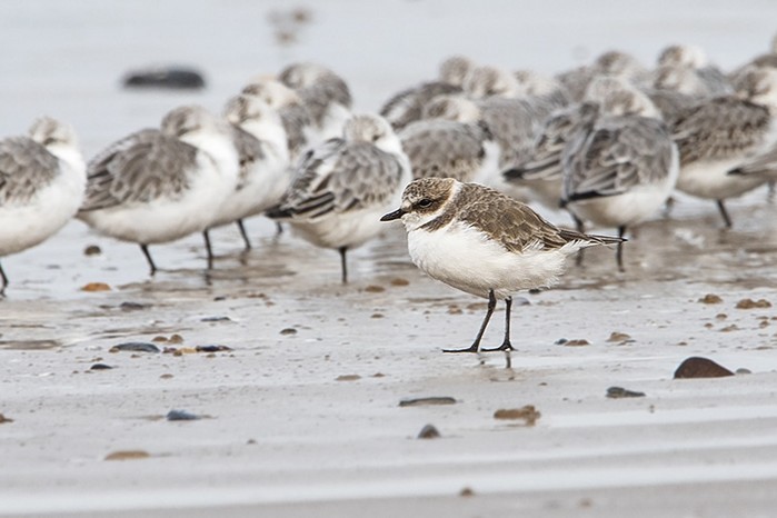 Kentish Plover