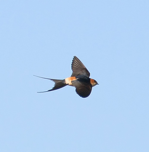 Red-rumped Swallow