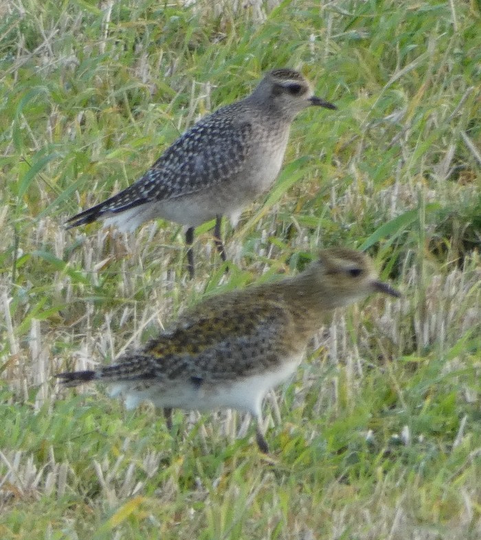 American Golden Plover
