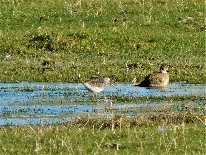 Long-billed Dowitcher