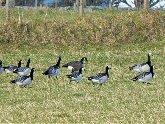 Todd's Canada Goose