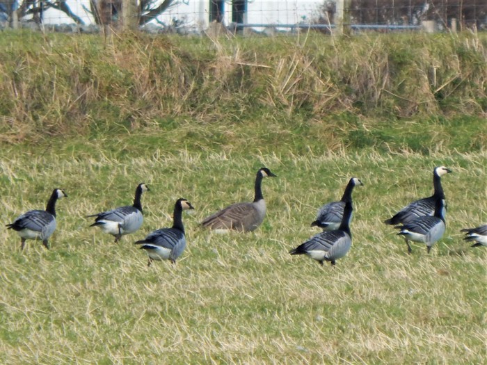 Todd's Canada Goose