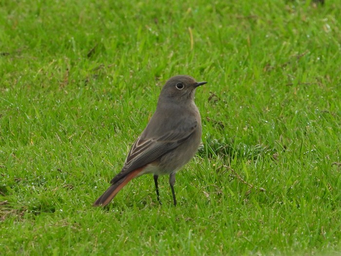 Black Redstart