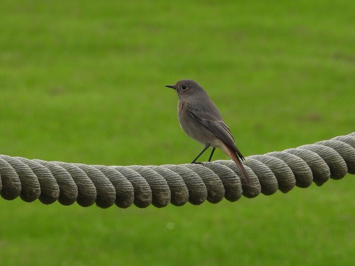 Black Redstart
