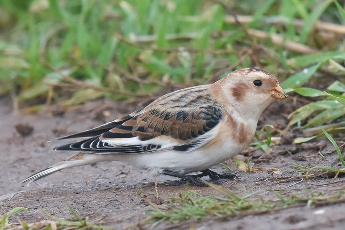 Snow Bunting