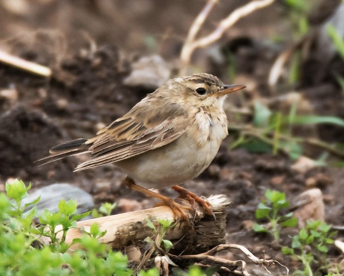 Paddyfield Pipit