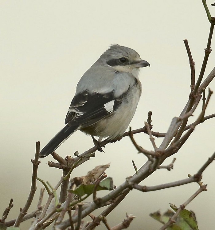 Great Grey Shrike