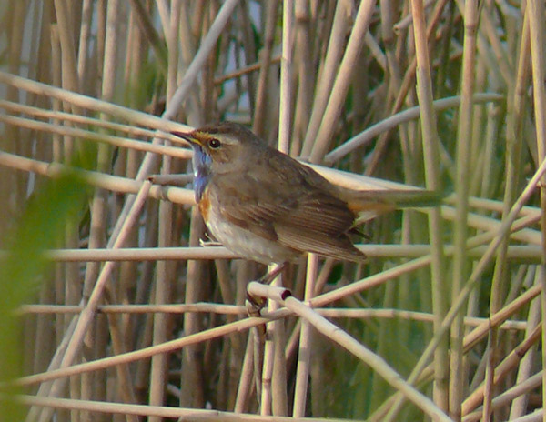 White-spotted Bluethroat