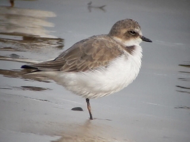 Kentish Plover