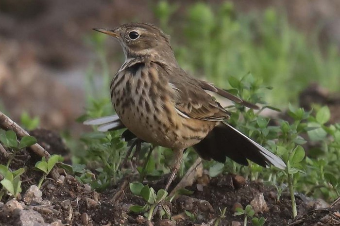 American Buff-bellied Pipit