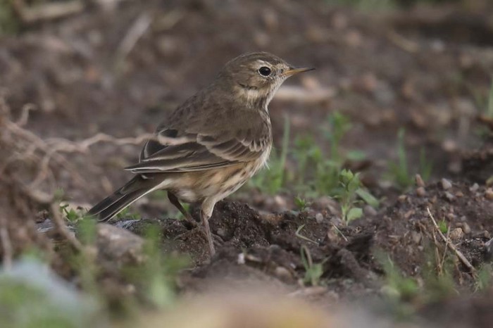 American Buff-bellied Pipit
