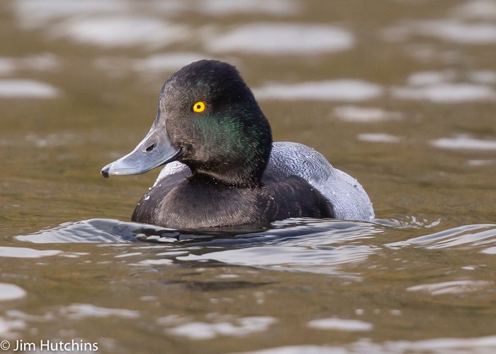 Lesser Scaup