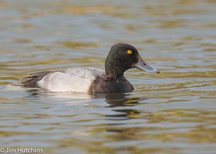Lesser Scaup
