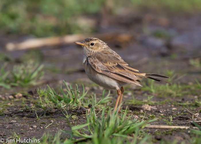 Paddyfield Pipit
