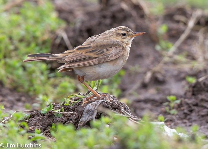 Paddyfield Pipit