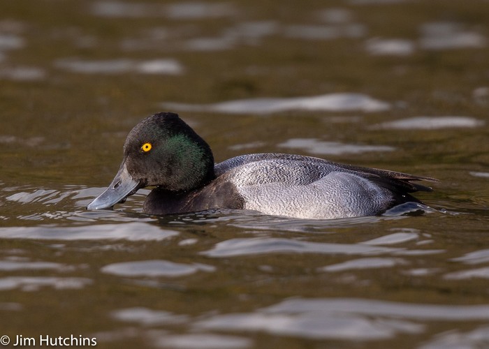 Lesser Scaup