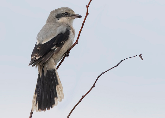 Great Grey Shrike