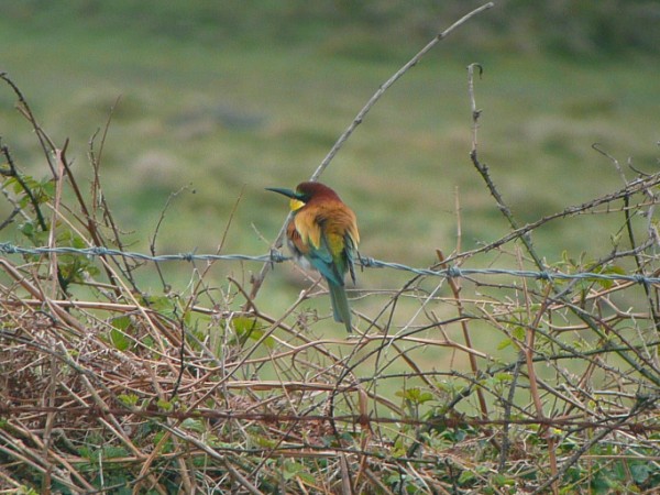 Bee-eater