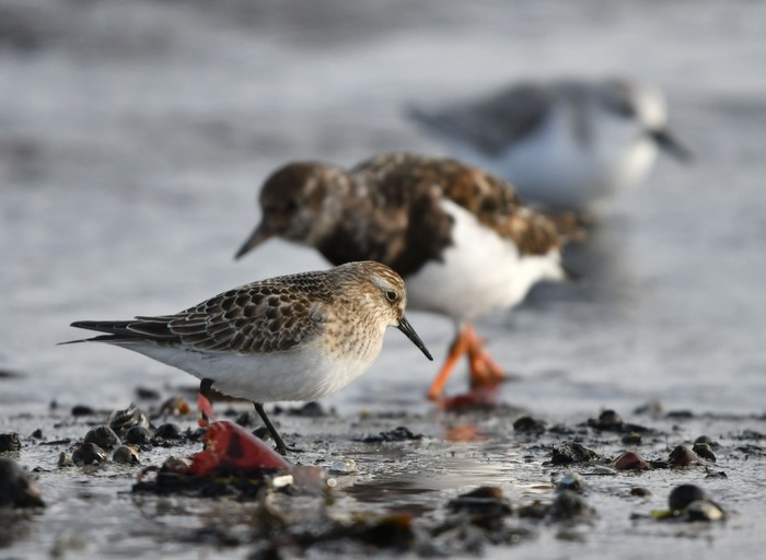 Baird's Sandpiper