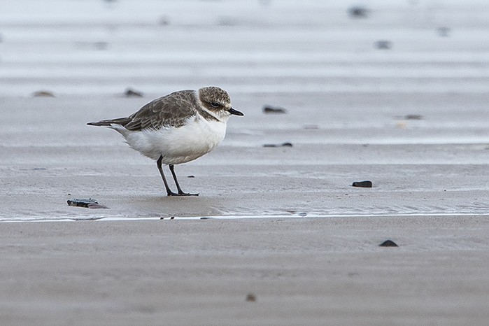 Kentish Plover