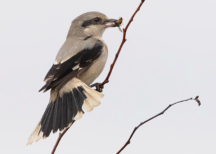 Great Grey Shrike