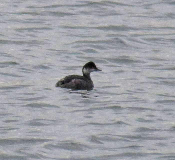 Black-necked Grebe