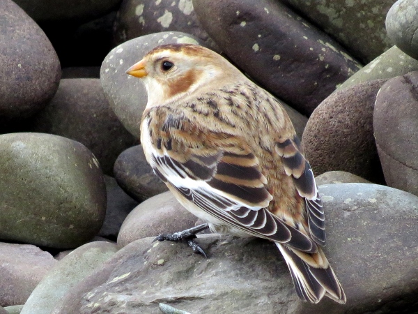 Snow Bunting