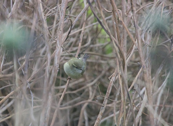 Hume's Warbler